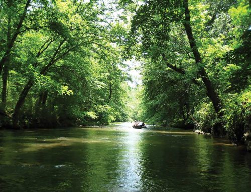 Moving Forward: Big Canoe Creek Nature Preserve