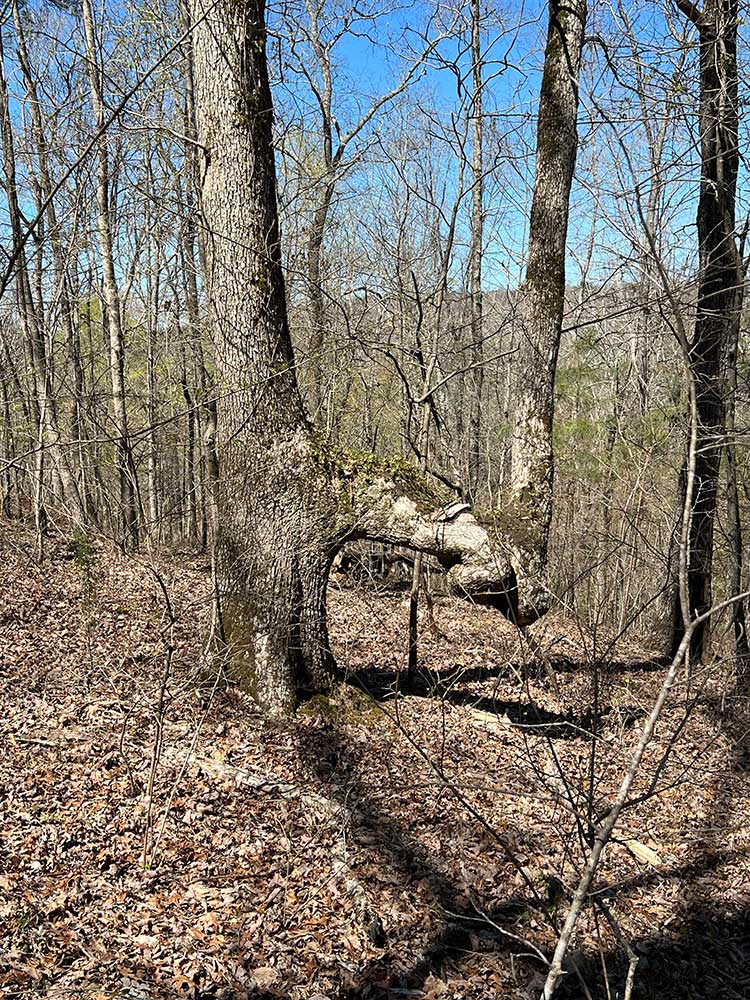 Gallery - Big Canoe Creek Nature Preserve