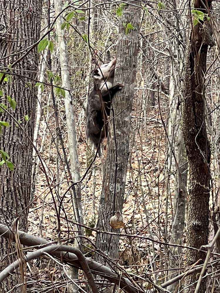 Gallery - Big Canoe Creek Nature Preserve