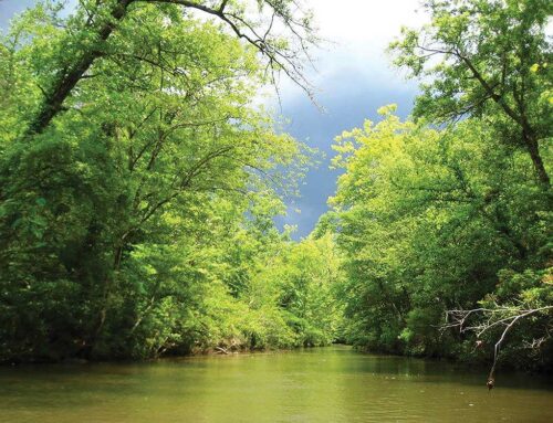 Big Canoe Creek Preserve